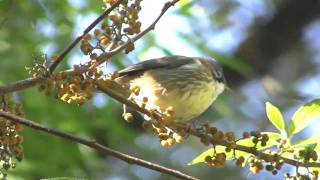 Whiskered Yuhina [upl. by Lambert]