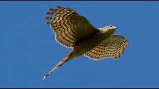 Sparrowhawk Bird Call Bird Song [upl. by Dranyam]