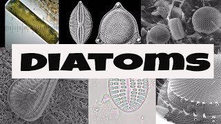 What are Diatoms [upl. by Nomled357]