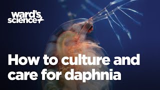 Caring and Culturing for Daphnia [upl. by Thisbee]