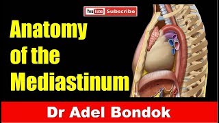 Mediastinum Dr Adel Bondok [upl. by Azzil]