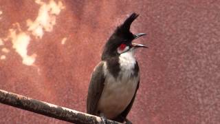 Redwhiskered Bulbul bird singing [upl. by Nnaitak743]