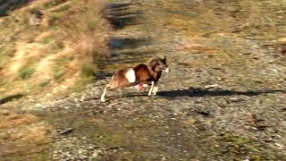 Deer and mouflon hunting  Epic doublelung kill shots  Ultimate Hunting [upl. by Pacheco]