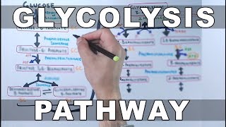 Glycolysis Pathway [upl. by Peers]