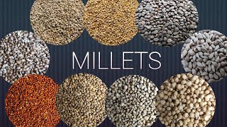 Millet Grains Closeup Shooting [upl. by Salsbury]