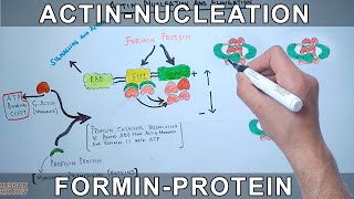 Actin Nucleation by Formin Protein [upl. by Noman]