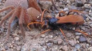 Tarantula Hawk Wasp vs Spider  Dianas Badge Huntsman Neosparassus Diana [upl. by Mirna]