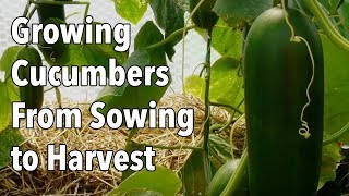 Growing Cucumbers From Sowing to Harvest [upl. by Otit]