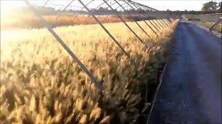 Best Ornamental Grasses  Pennisetum Hameln Fountain Grass [upl. by Nomor830]