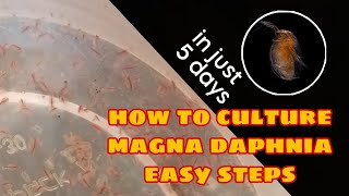 How to Culture Magna Daphnia Easily [upl. by Enimajneb]