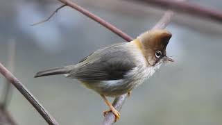 Whiskered yuhina Himachal pradesh India [upl. by Nuahsed]