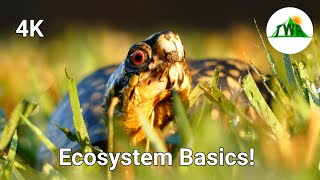 Ecosystems Episode 1 What is an ecosystem [upl. by Selene]