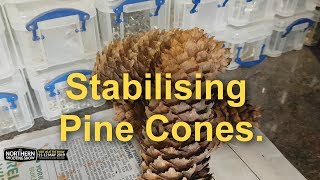 Stabilising pine cones [upl. by Ahens825]