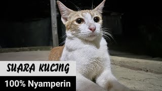 Suara pikat kucing suara kucing suara memanggil kucing sound cat calling [upl. by Chapin504]