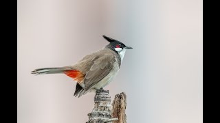 Red Whiskered Bulbul Sings 紅耳鵯唱 [upl. by Lecroy]