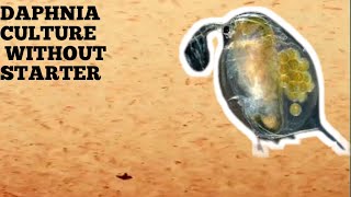 HOW TO CULTURE DAPHNIA NATURALLY WITHOUT A STARTER [upl. by Suu957]