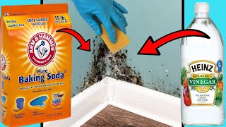 DIY MOULD REMOVER  8 Ways To Get Rid of Black Mold Naturally [upl. by Kooima]