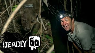 Rare Fossa sighting in Madagascar  Deadly 60  BBC Earth Kids [upl. by Swain]