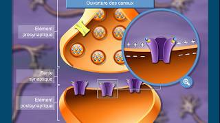 Questce que la transmission synaptique [upl. by Charlot]