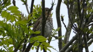 Singdrossel Turdus philomelos [upl. by Okun]