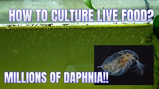 How to Culture Daphnia Secret Method to Breed MILLIONS  Simply Aquatic [upl. by Nosnek]