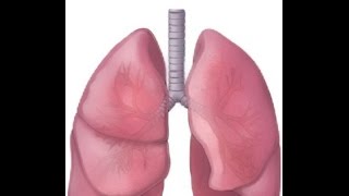 What is Bronchitis [upl. by Ransome]