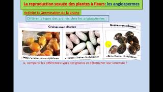 Germination de la graine  cycle de développement chez les angiospermes [upl. by Notsur]