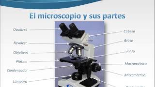 El microscopio y sus partes [upl. by Neelra]