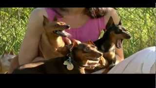 DOGS 101 Miniature Pinscher [upl. by Hubbard]