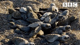 Baby turtles first steps  BBC [upl. by Annecorinne]