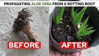 How To Propagate Aloe Vera From A Rotting Root and Stem Stump [upl. by Kilar]