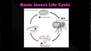 Estimating Post Mortem Interval part 5  Forensic Entomology [upl. by Ardel]