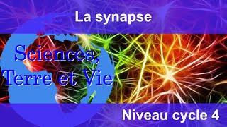 La synapse [upl. by Ayle421]