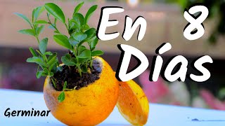 COMO OBTENER UNA PLANTA DE NARANJAS  GERMINAR NARANJAS  CITRICOS [upl. by Sholeen60]