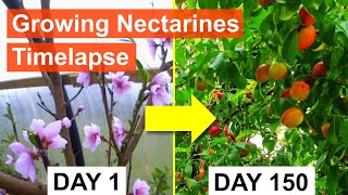 Growing Nectarines 155day Timelapse Flowering to Ripe Fruit [upl. by Pennie]