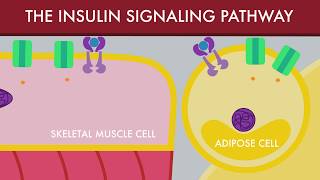 The Insulin Signaling Pathway [upl. by Sesilu]