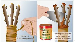 Techniques de greffage Types et Périodes  les arbres fruitiers [upl. by Ariel]