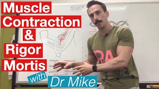 Rigor Mortis and Muscle Contraction  Muscular System [upl. by Sirromad]