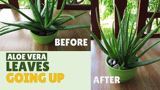 How To Make Aloe Vera Leaves Grow Upward [upl. by Marba]