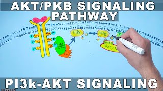 AKTPKB Signaling Pathway  PI3k Signaling [upl. by Murray850]