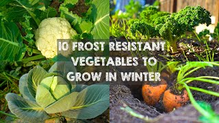 10 Frost Resistant Vegetables to Grow in Winter [upl. by Shererd]