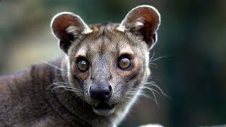 Fossa Unique Animal in Madagascar [upl. by Noel]