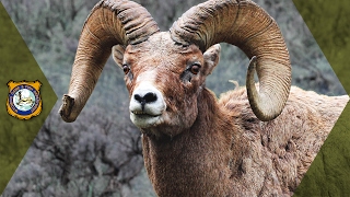 Bighorn Sheep  Wyoming Hunt [upl. by Ynahirb]