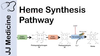 Heme Synthesis Pathway [upl. by Ycnay]