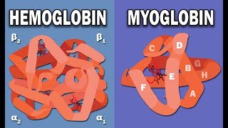 HEMOGLOBIN AND MYOGLOBIN BIOCHEMISTRY [upl. by Llenram]