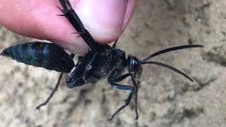 Tarantula hawk wasp  Praying mantis combo [upl. by Araldo]