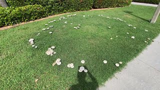 Chlorophyllum molybdites False Parasol mushroom 🍄 [upl. by Artenra]