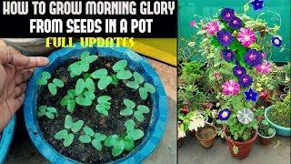 How To Grow Morning Glory From Seed FULL INFORMATION [upl. by Ruphina]