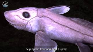 Creatures of the Deep Chimaera [upl. by Stallworth768]