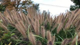 Pennisetum ‘Red Head’ Ornamental Grass  Garden Crossings [upl. by Drandell]